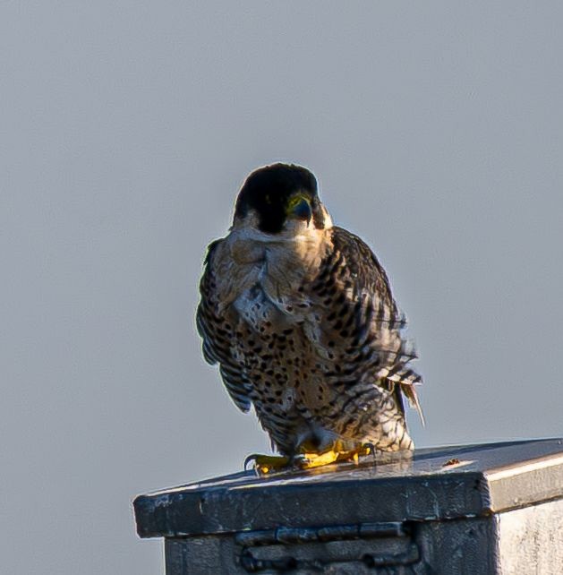 Peregrine Falcon - ML645075428