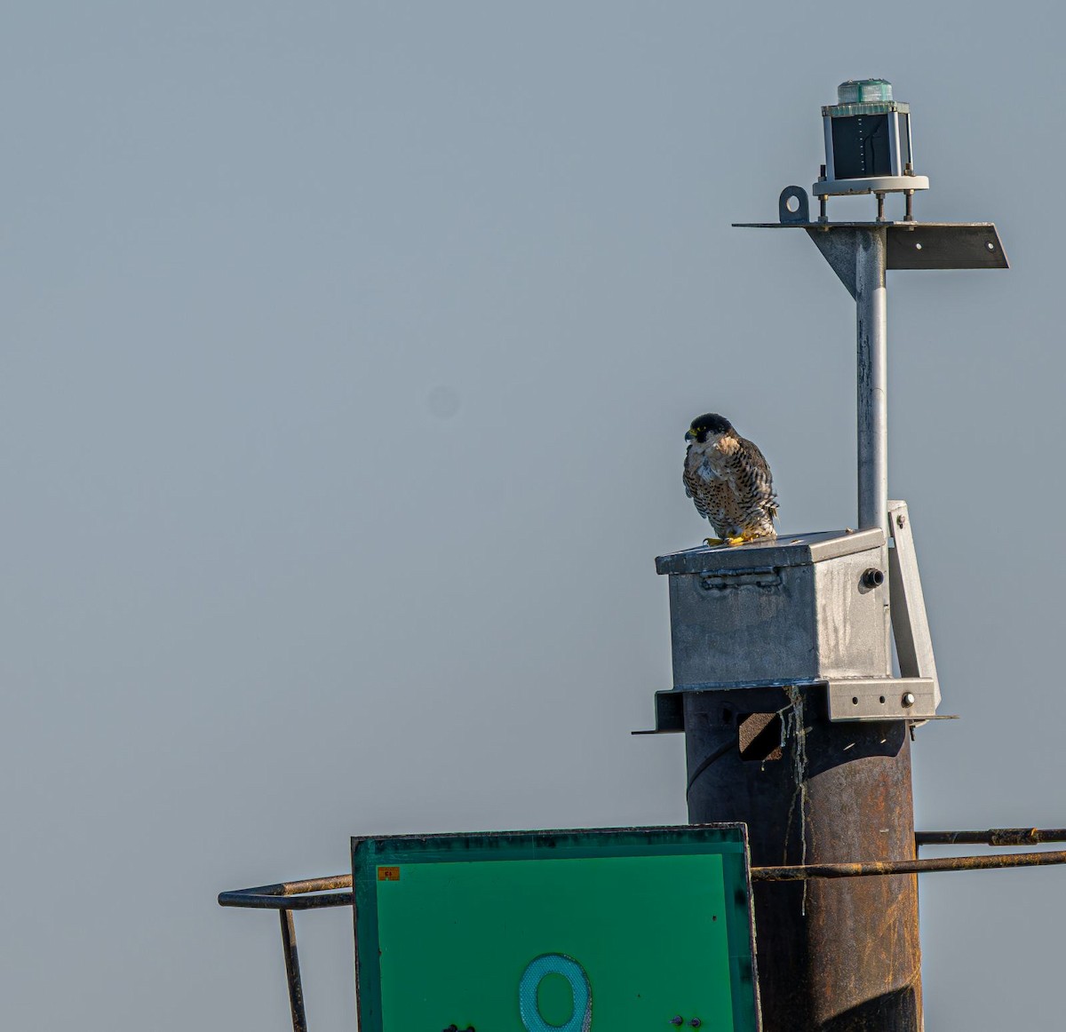 Peregrine Falcon - ML645075430