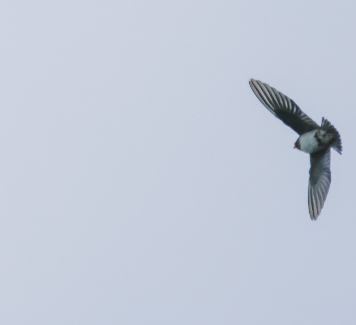 Cliff Swallow - ML645075434