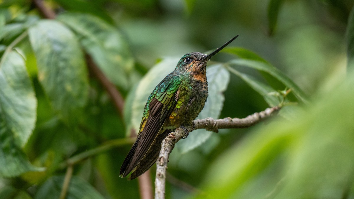 Golden-bellied Starfrontlet - ML645075436