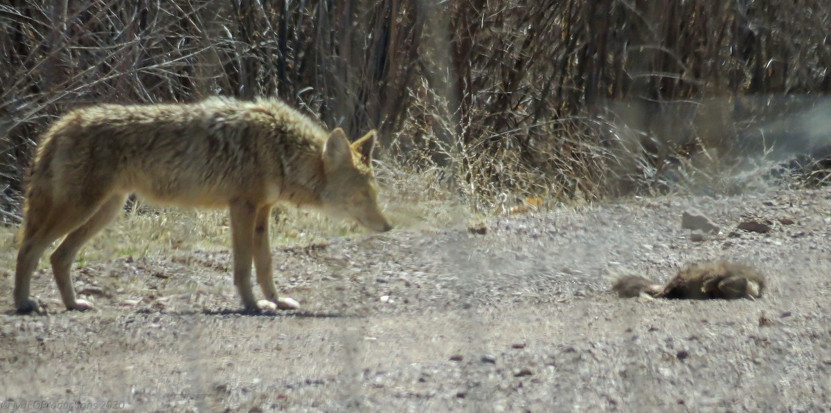 Coyote - ML645075439