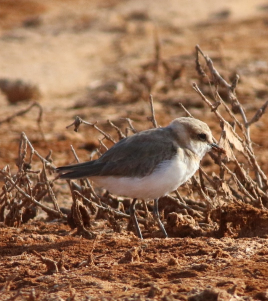 kulík mořský - ML645075440