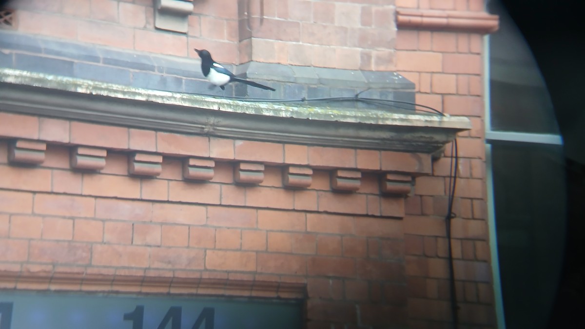 straka obecná - ML645075442