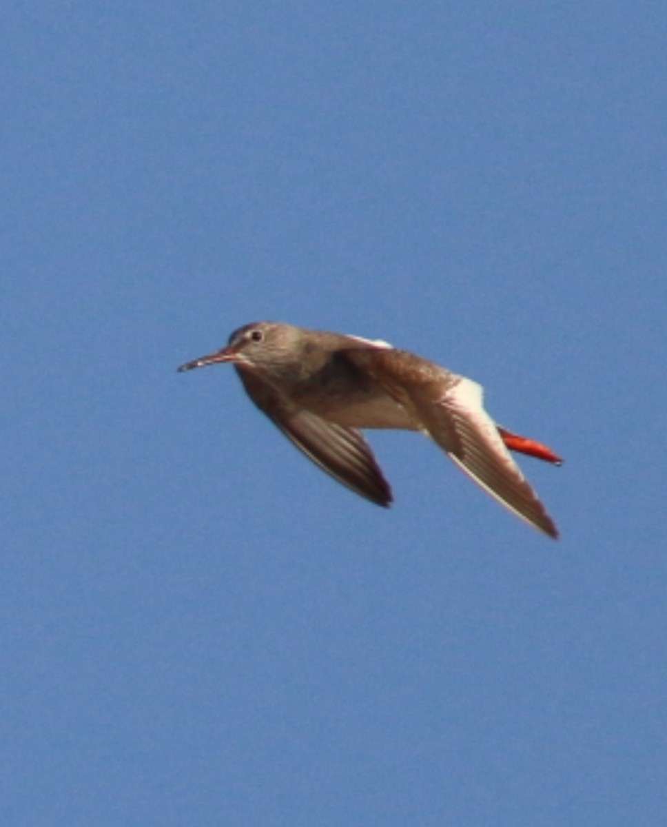 vodouš rudonohý - ML645075465