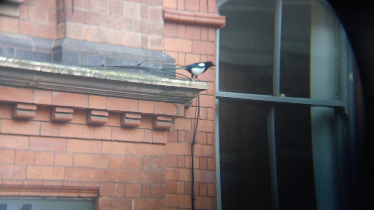 straka obecná - ML645075468