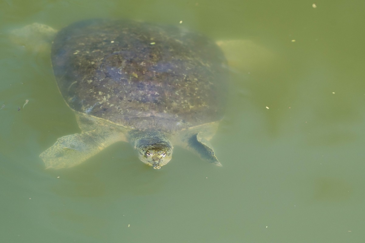 Texas Spiny Softshell - ML645075473