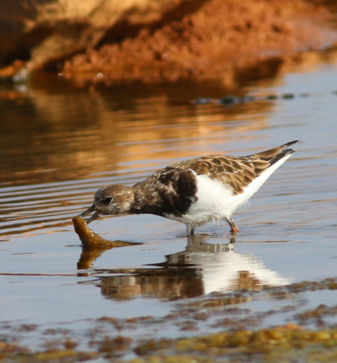 kamenáček pestrý - ML645075479