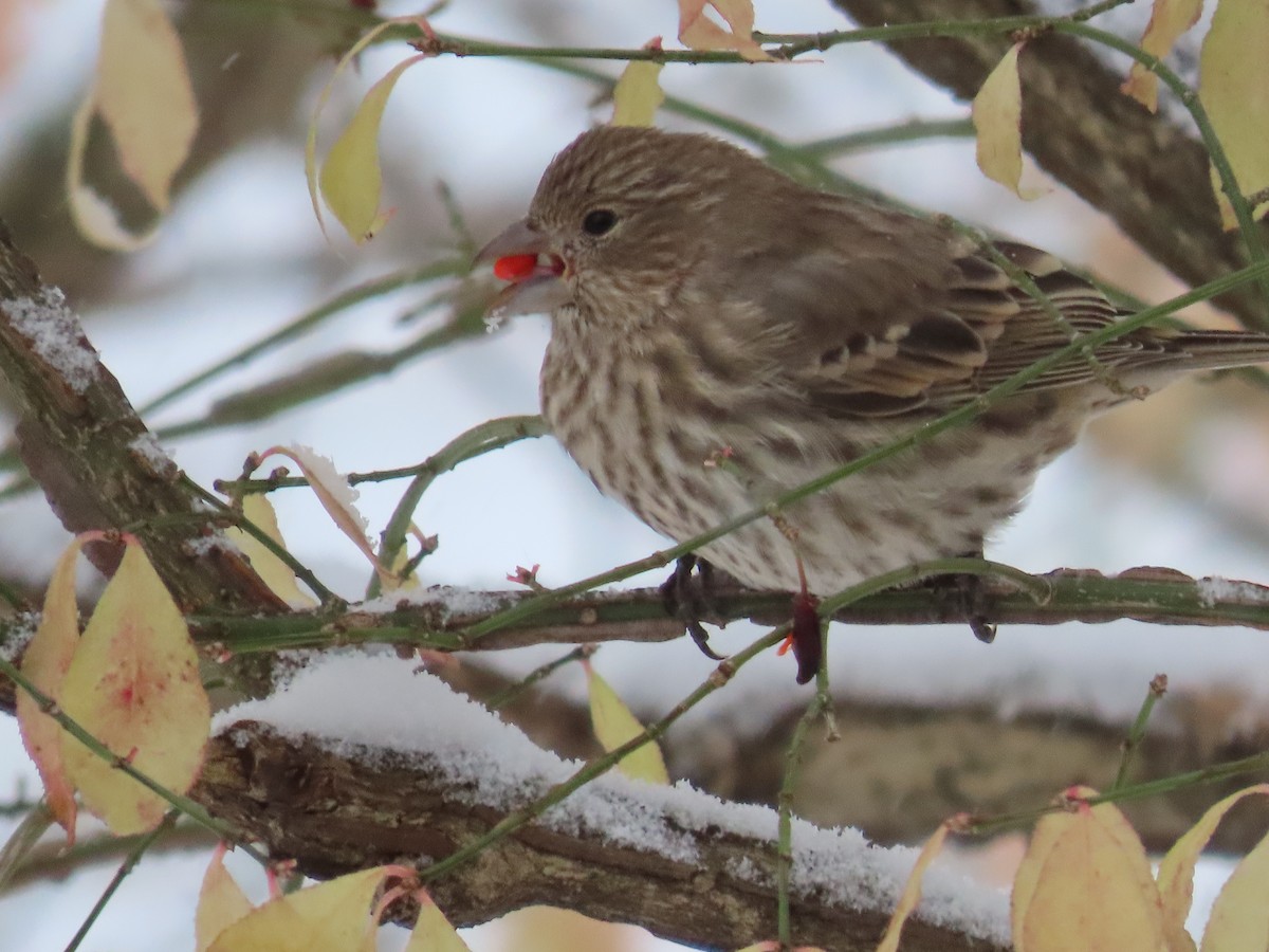 House Finch - ML645075480