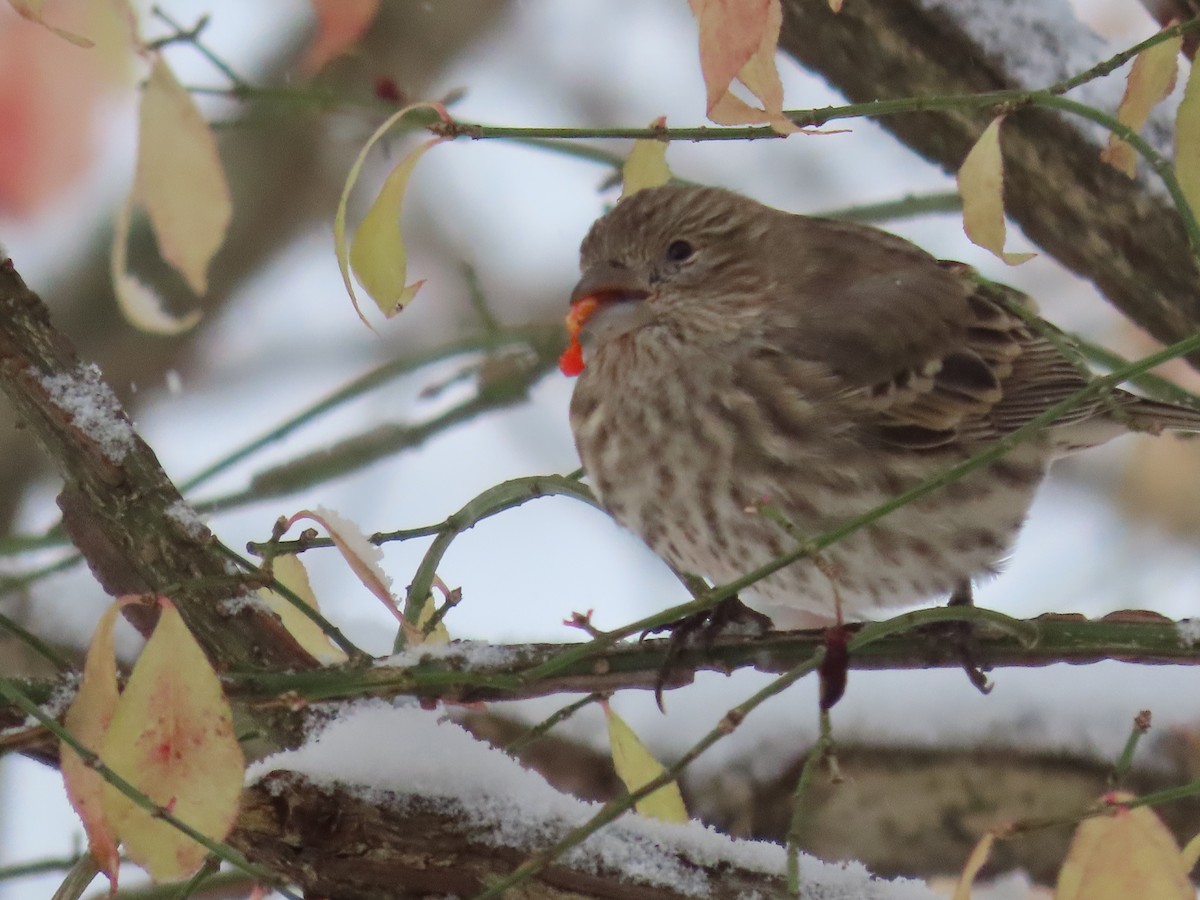 House Finch - ML645075481