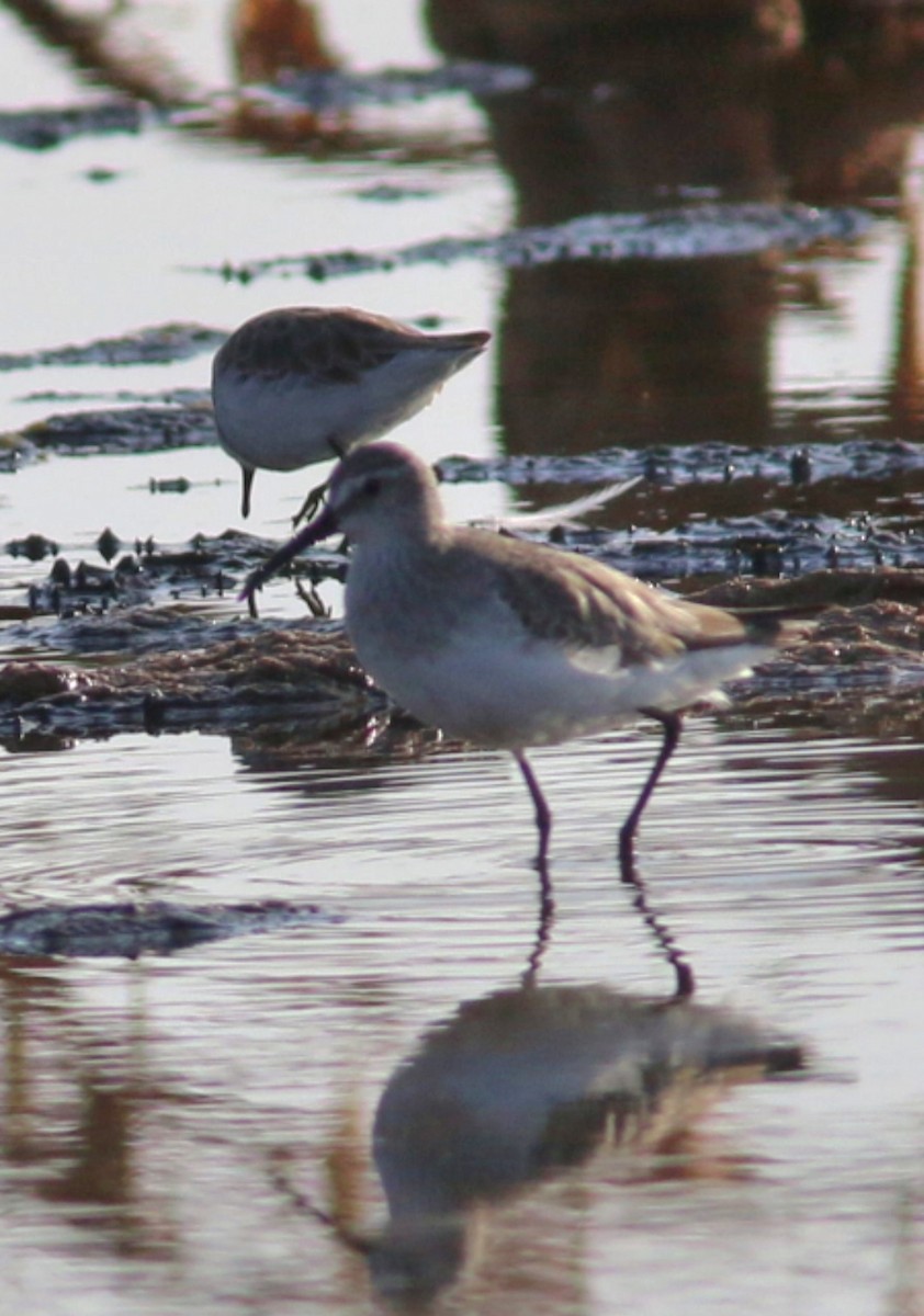 jespák křivozobý - ML645075491