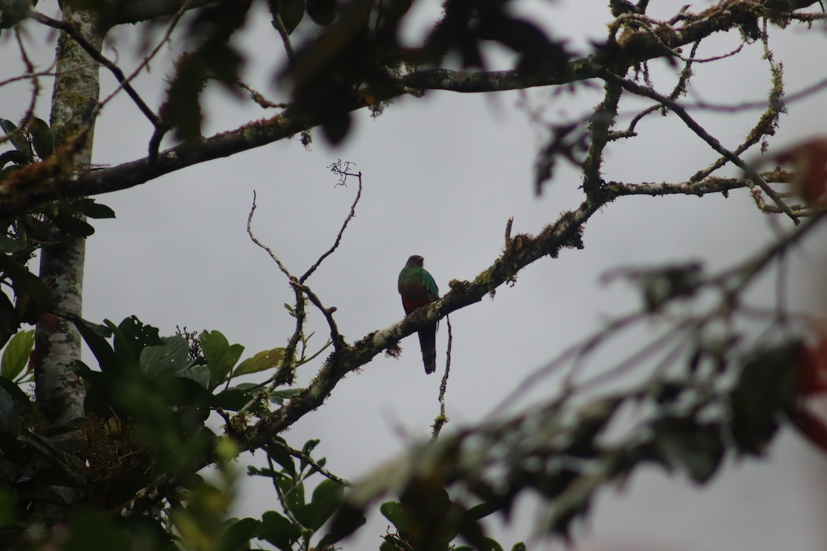 Crested Quetzal - ML645075496