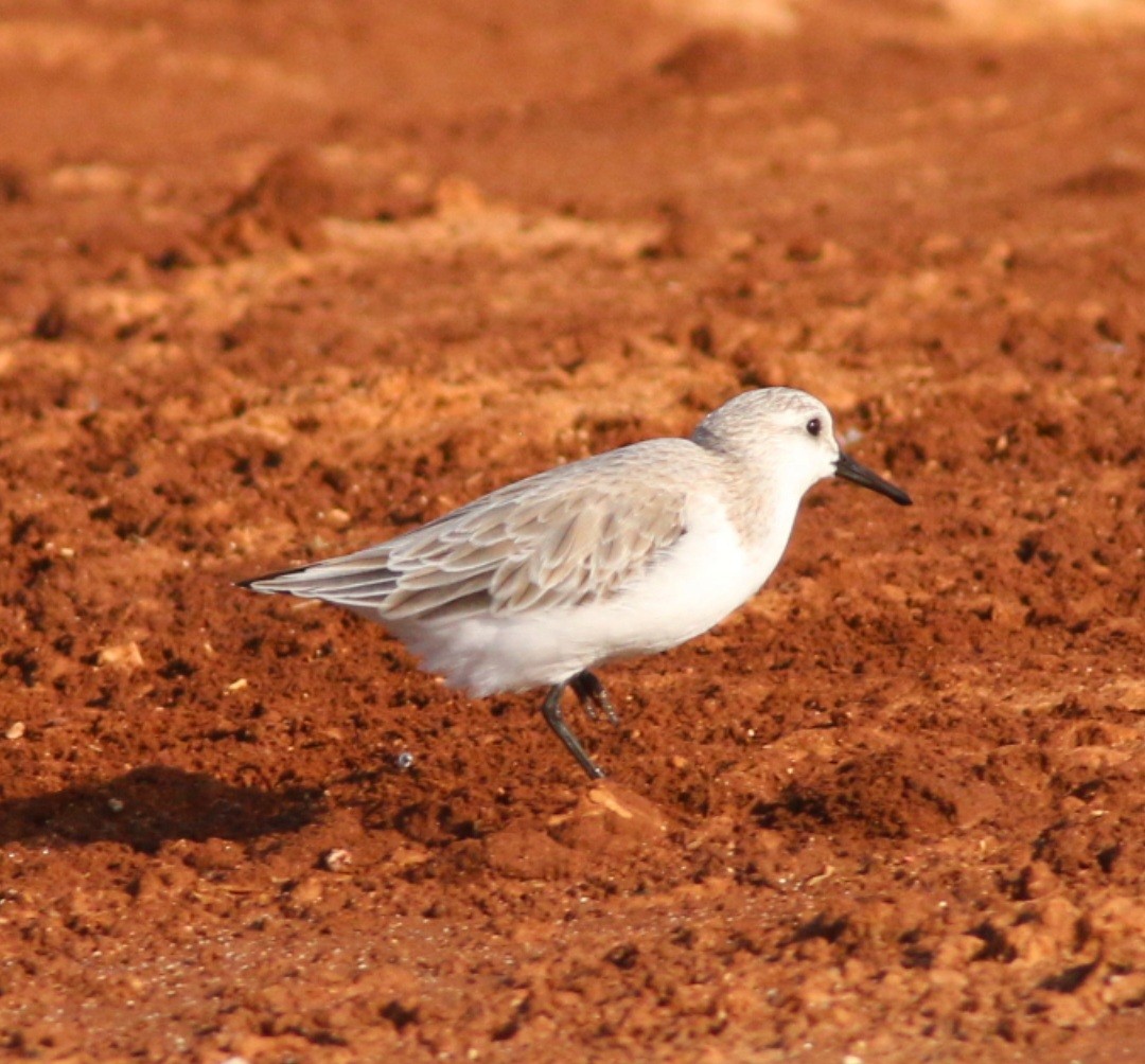 jespák písečný - ML645075498