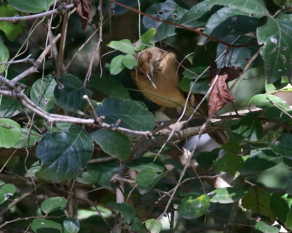 Merle fauve - ML645075517