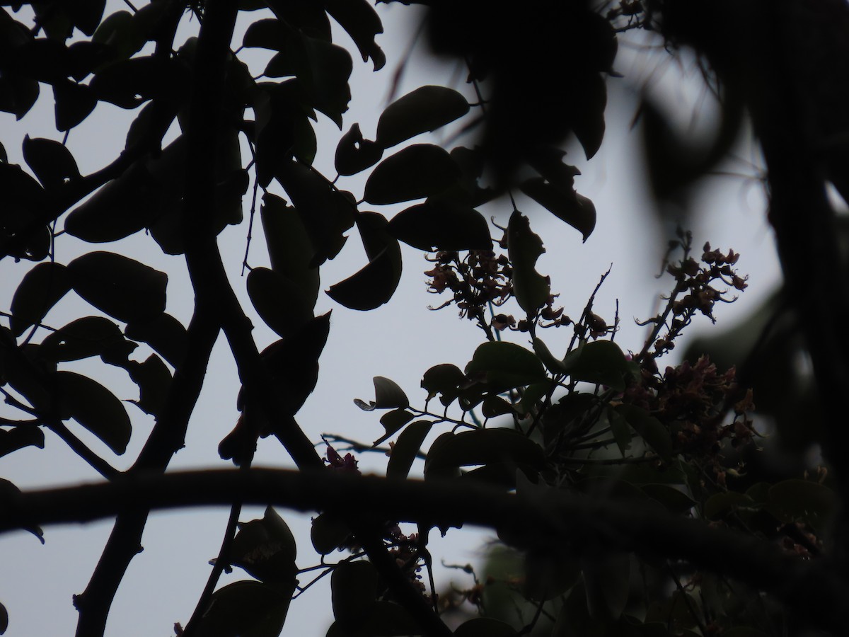 Горихвостковая древесница - ML645075519