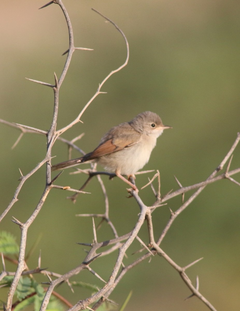 pěnice brýlatá - ML645075521