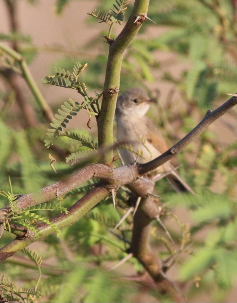 pěnice brýlatá - ML645075522