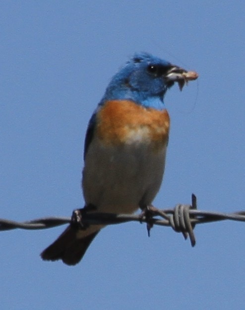 Lazuli Bunting - ML645075530