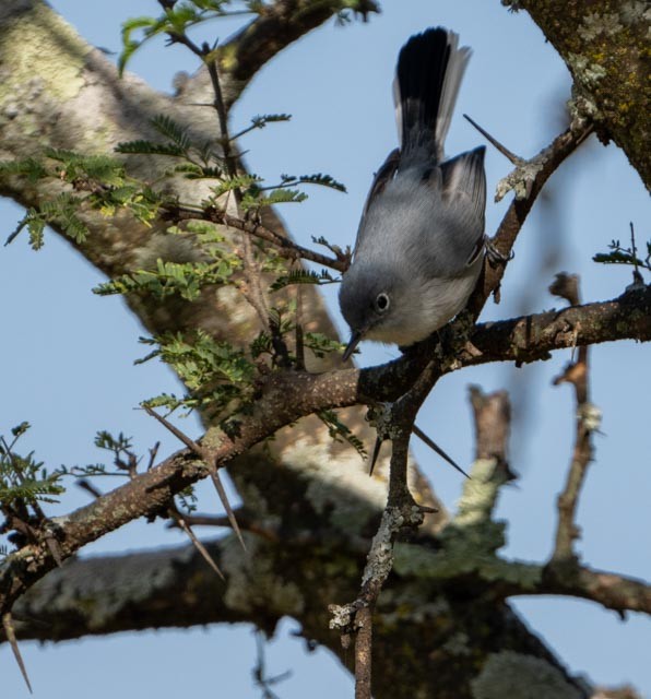 Комароловка сиза - ML645075556