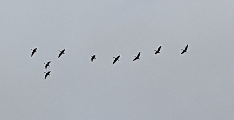 Oca canadese maggiore - ML645075586