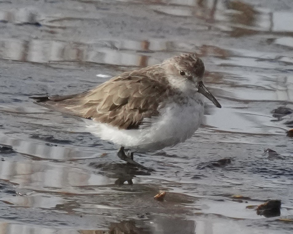 Weißbürzel-Strandläufer - ML645075590