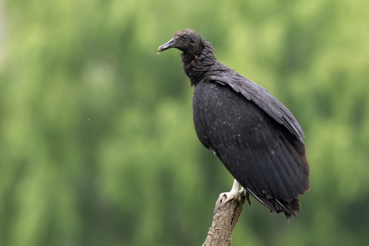 Black Vulture - ML645075596