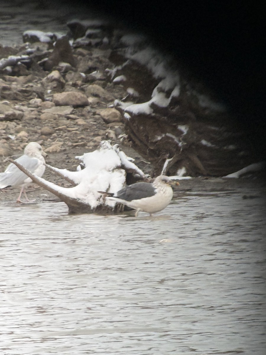 Gaviota Sombría - ML645075600