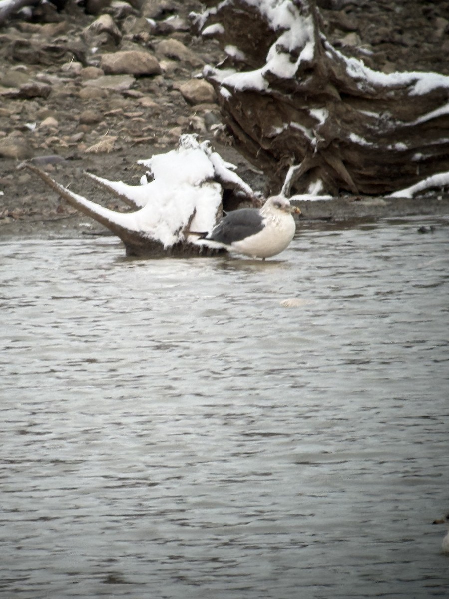Gaviota Sombría - ML645075601