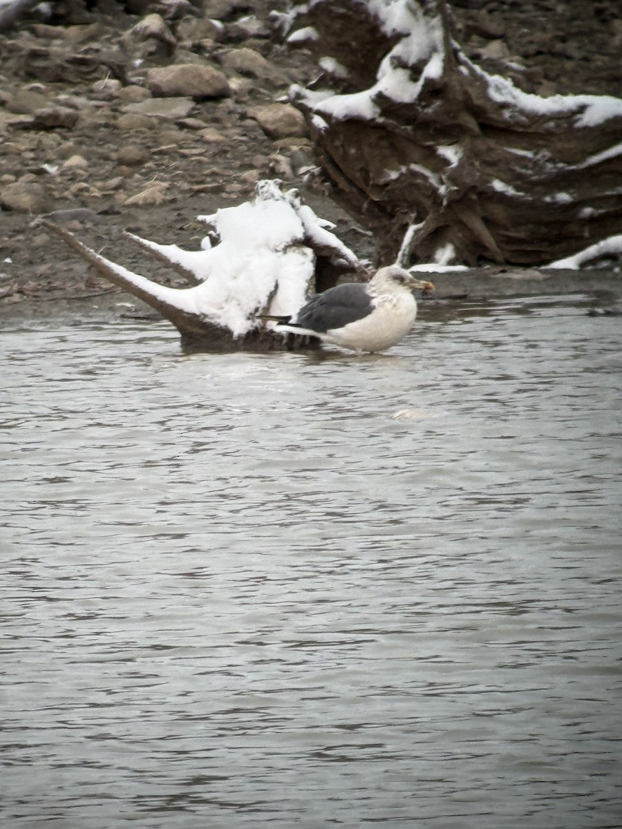 Gaviota Sombría - ML645075602