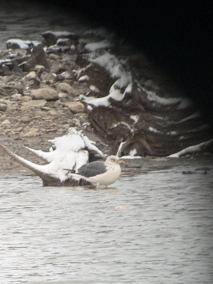 Gaviota Sombría - ML645075603