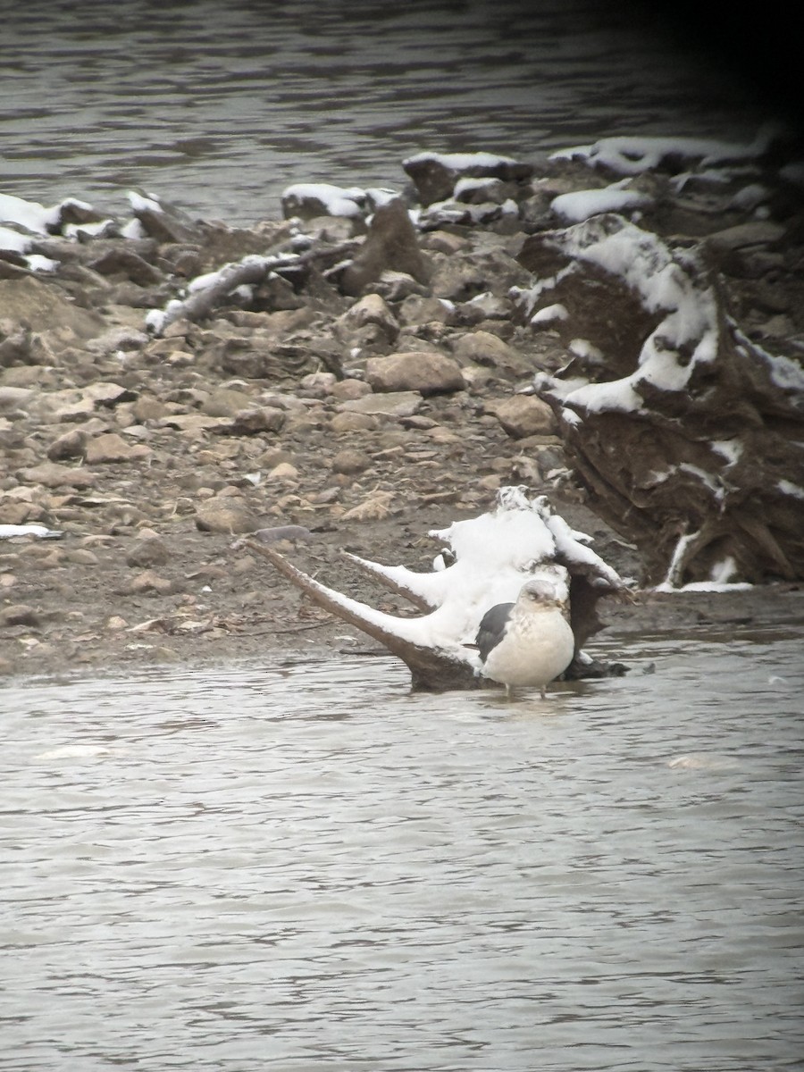 Gaviota Sombría - ML645075604