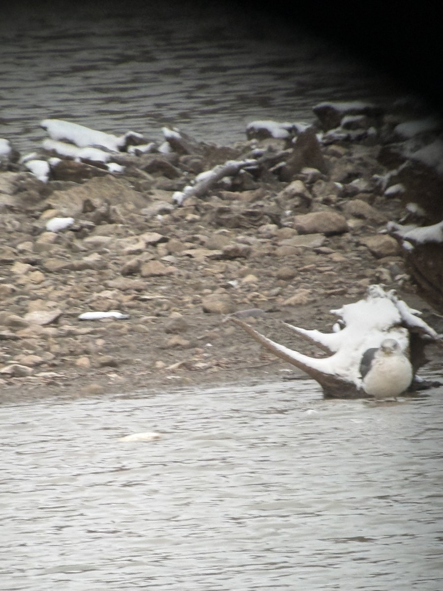 Gaviota Sombría - ML645075605