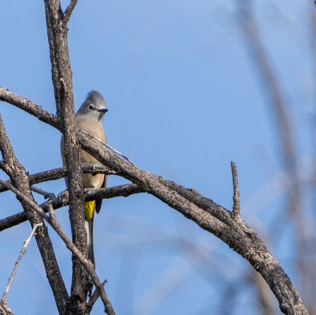 Gray Silky-flycatcher - ML645075617