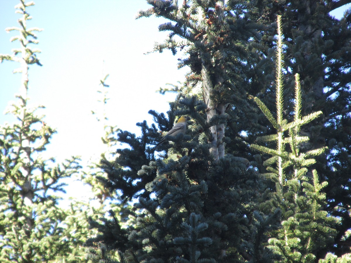 hýl křivčí - ML645075618