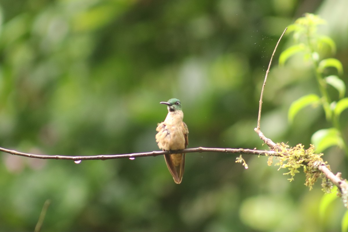 チャムネテリハチドリ - ML645075619