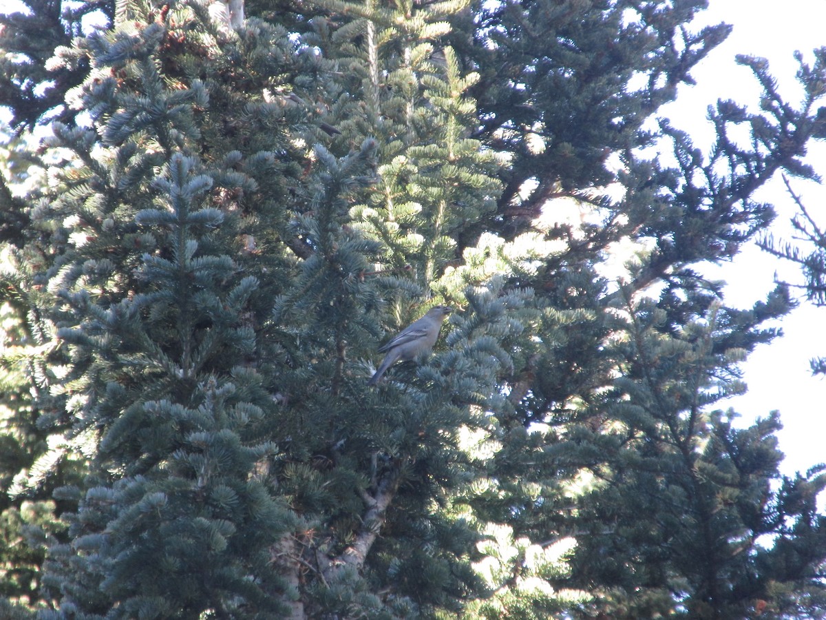 hýl křivčí - ML645075621