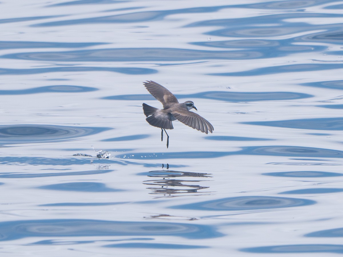 White-faced Storm-Petrel - ML645075625