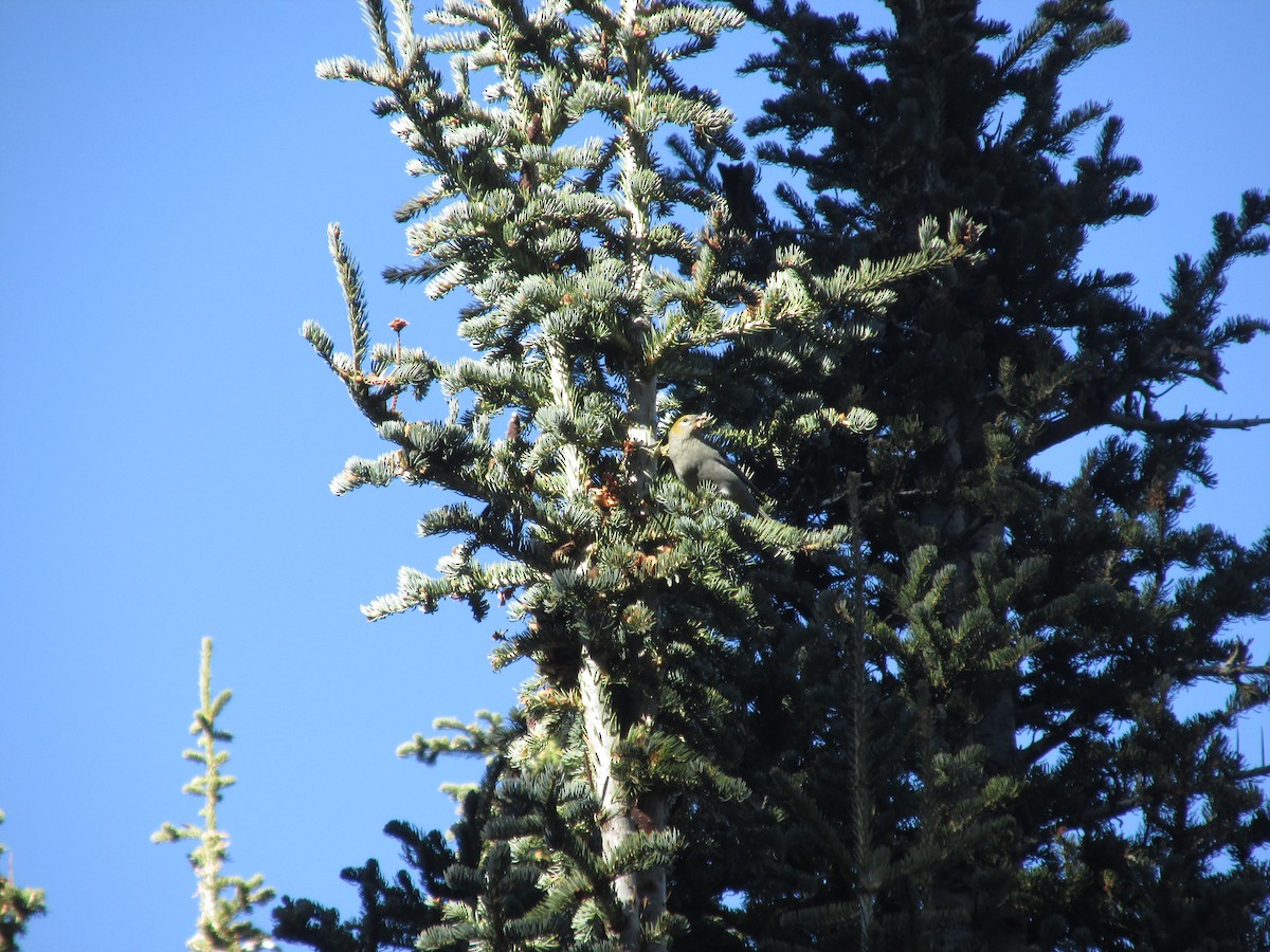 hýl křivčí - ML645075629