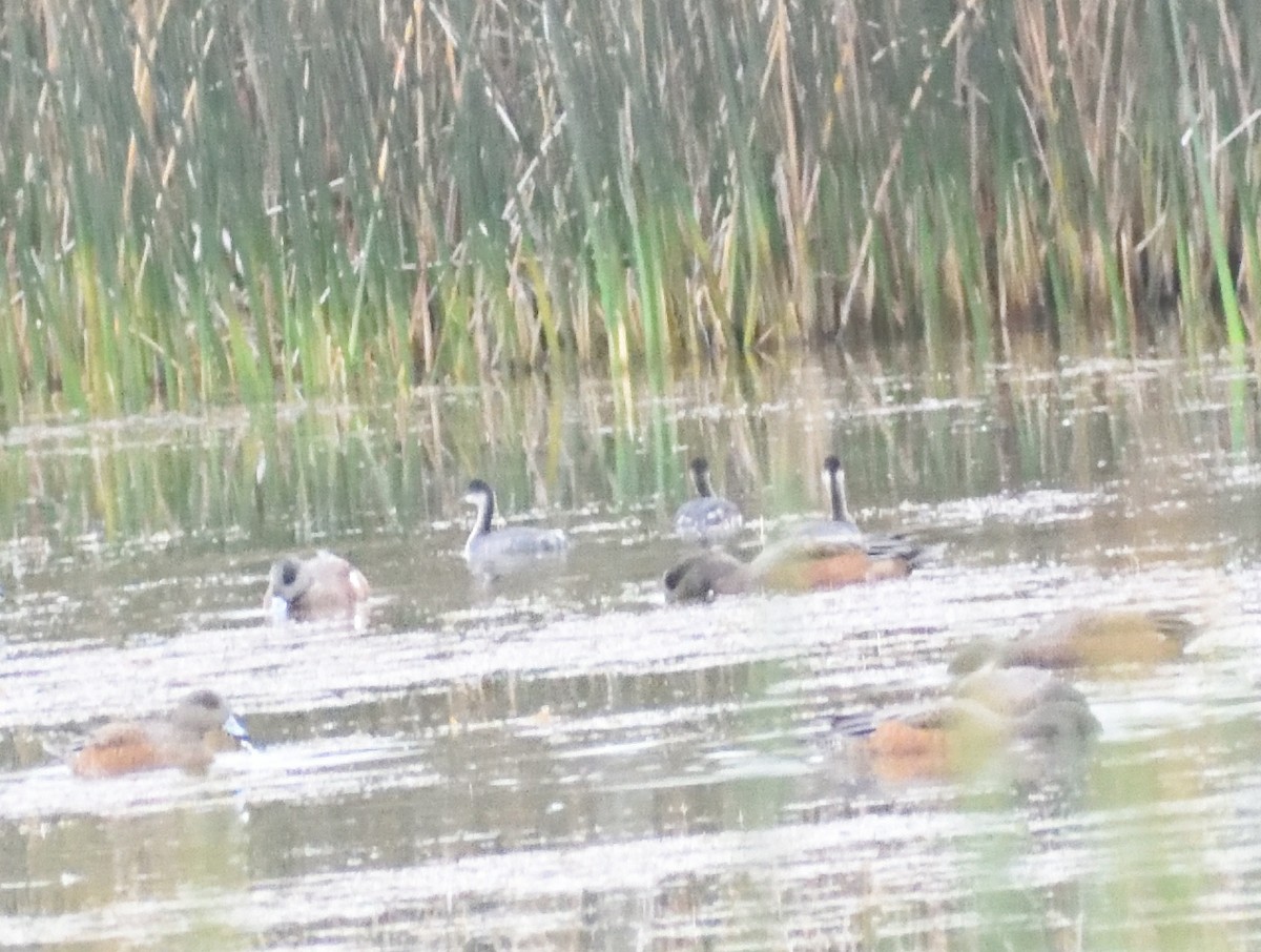 Schwarzhalstaucher - ML645075660