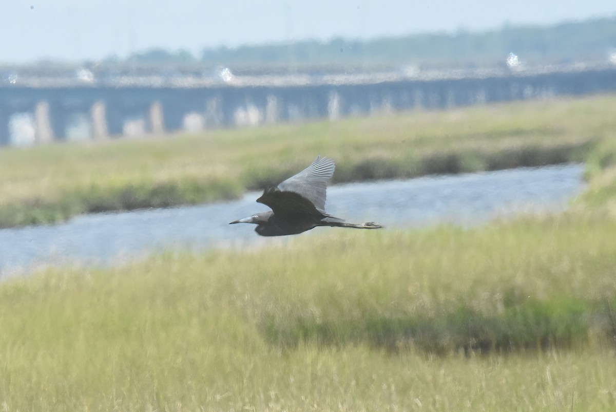 Little Blue Heron - ML645075662