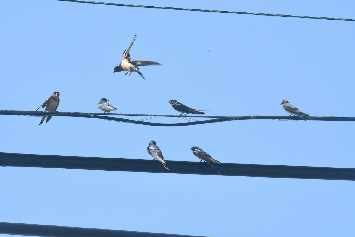 Barn Swallow - ML645075674