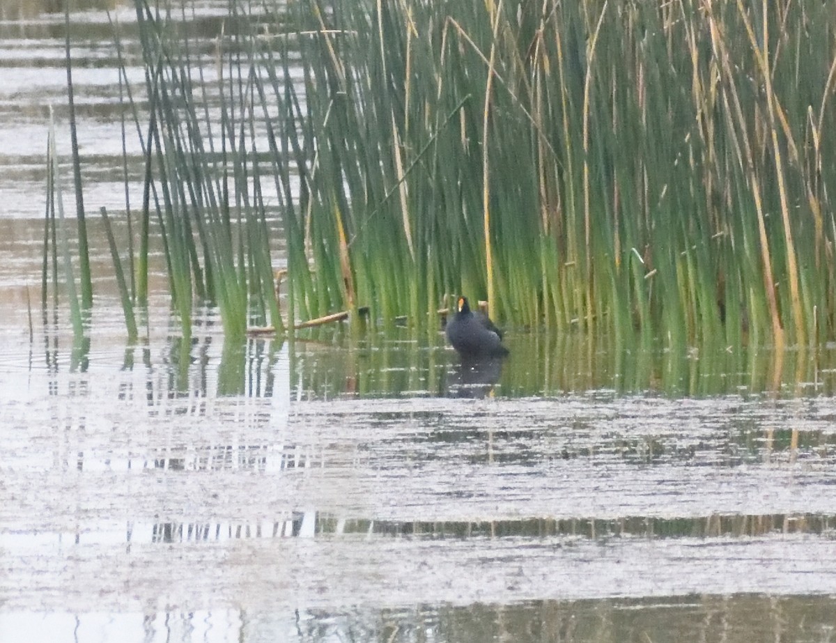 Amerika Sutavuğu - ML645075679