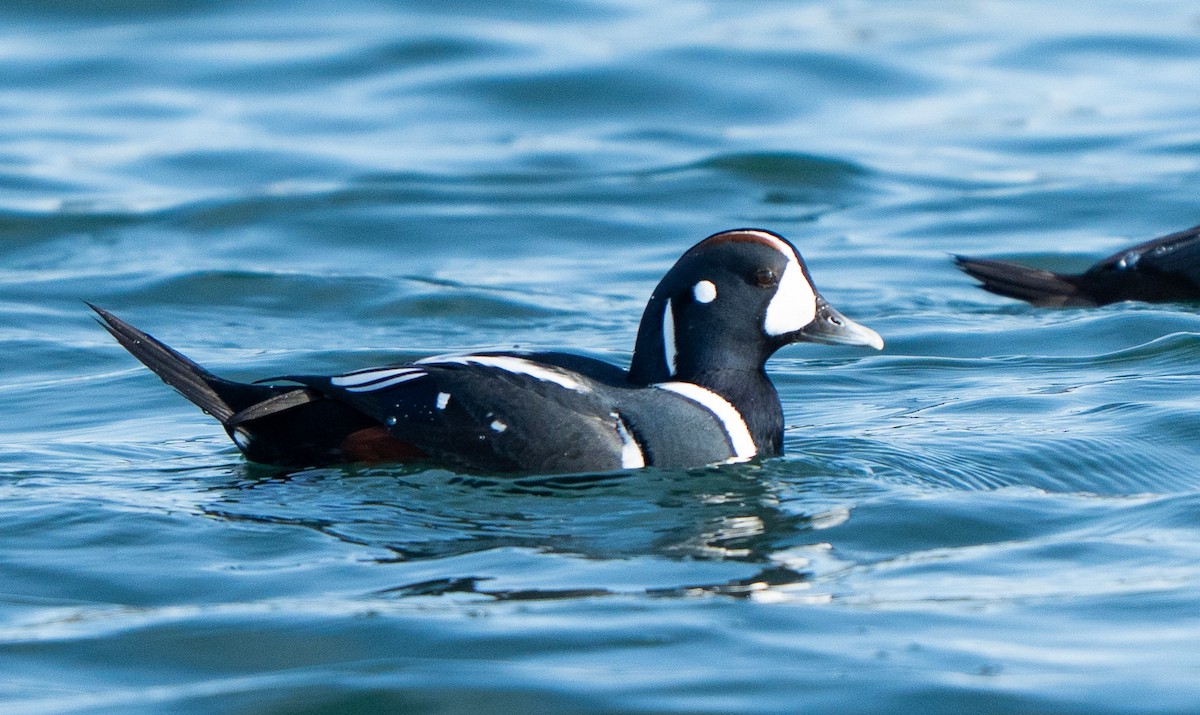 Ahate arlekina - ML645075698