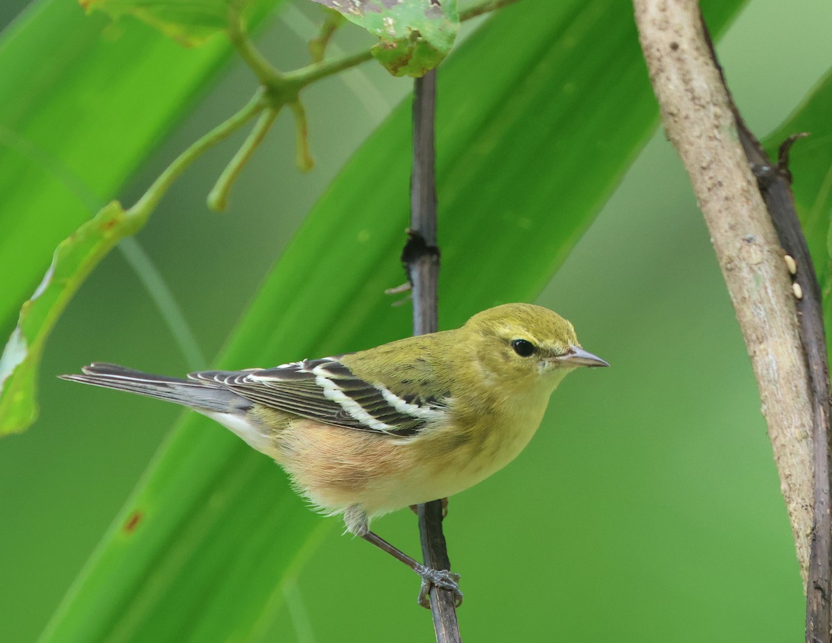 Пісняр-лісовик каштановий - ML645075735