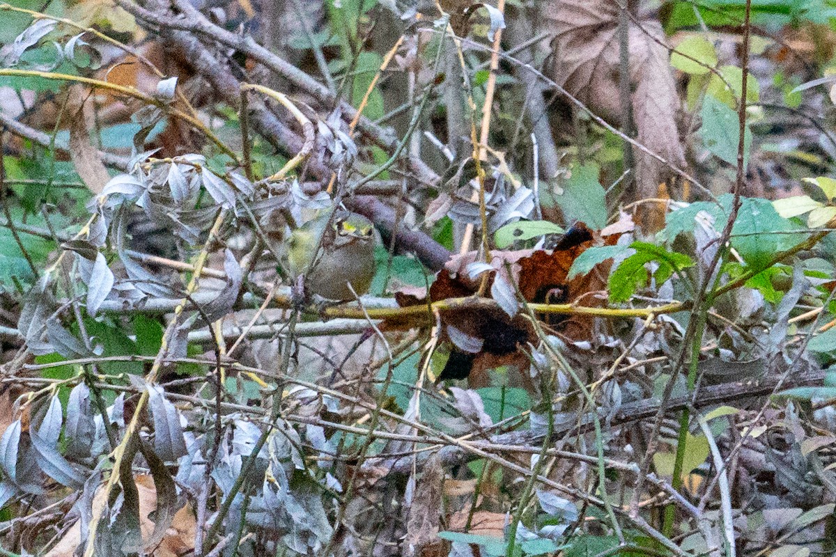 White-eyed Vireo - ML645075746