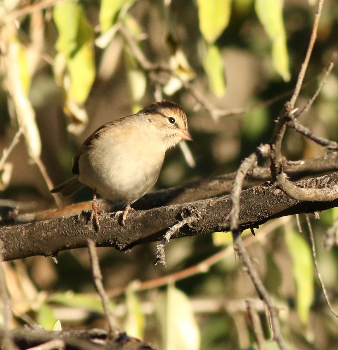 Chipping Sparrow - ML645075751