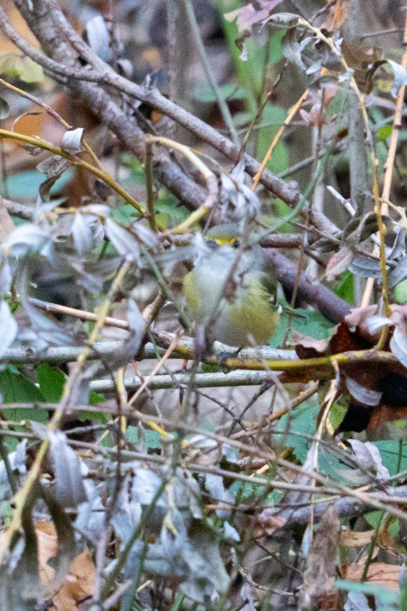 White-eyed Vireo - ML645075753