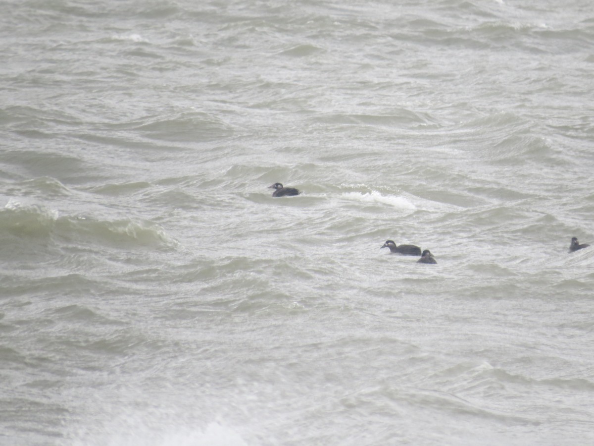 Surf Scoter - ML645075755