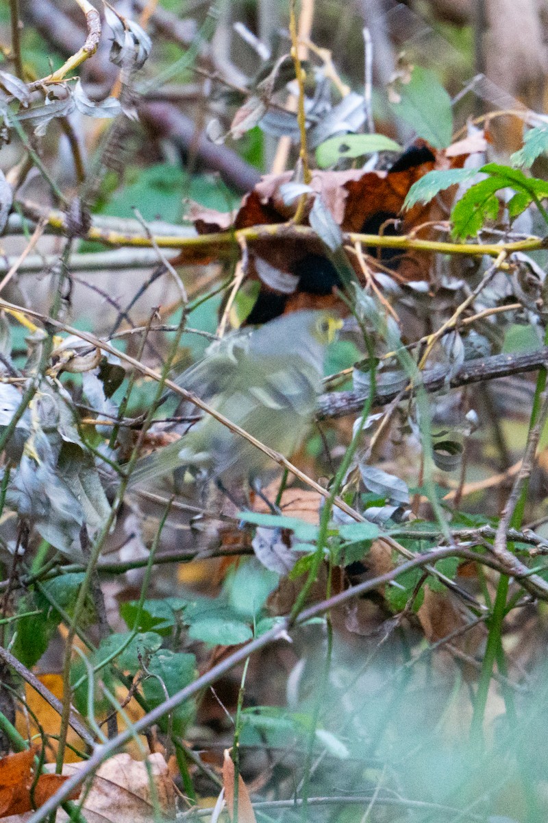 White-eyed Vireo - ML645075756