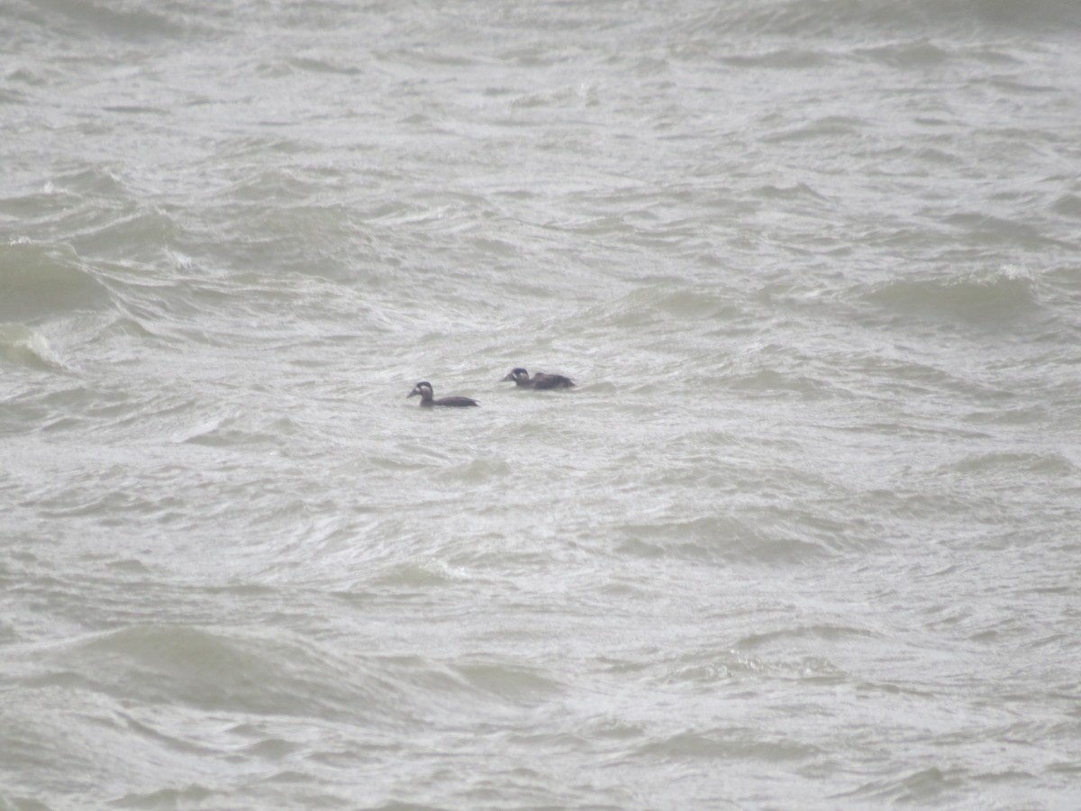 Surf Scoter - ML645075757