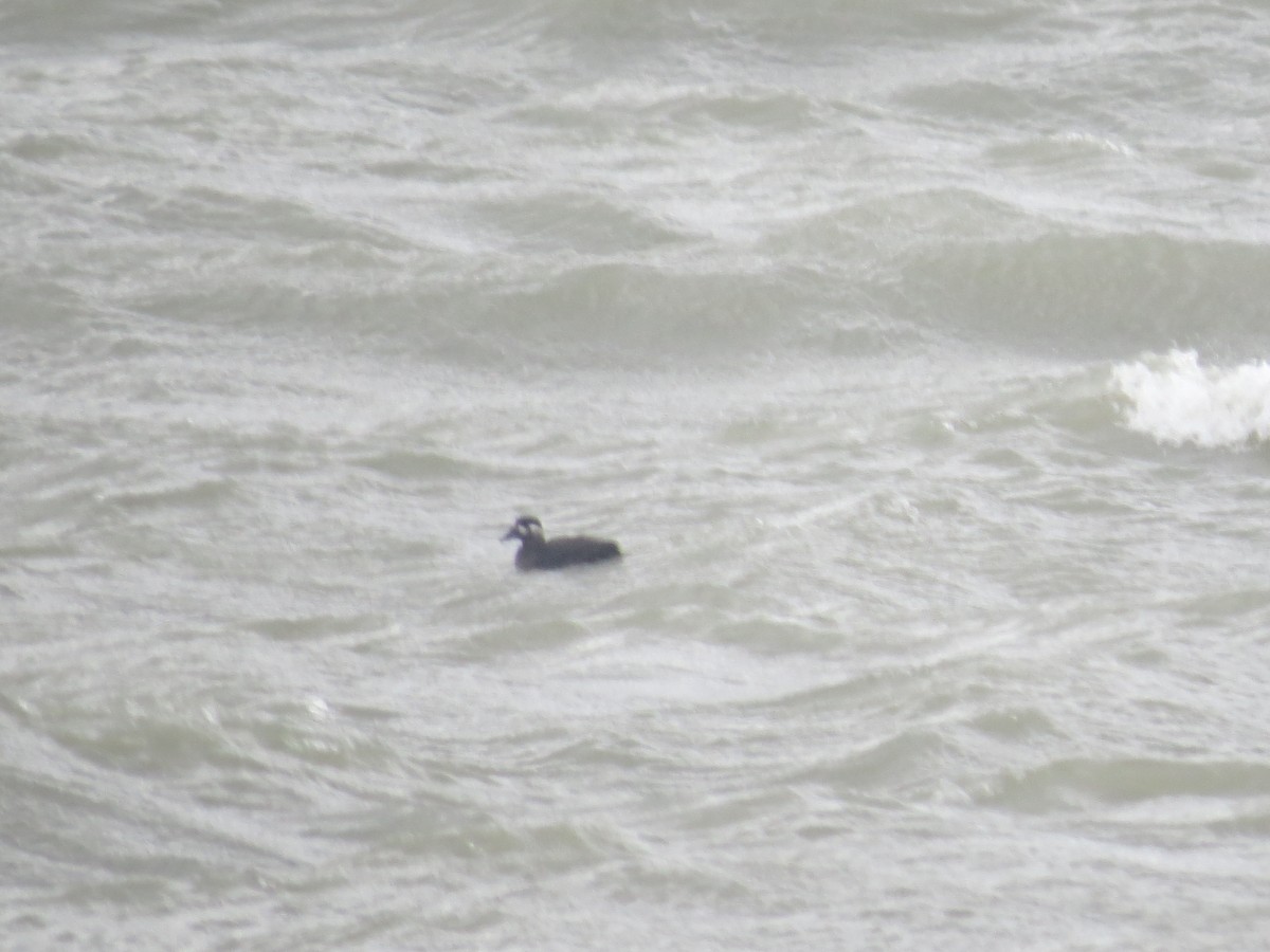 Surf Scoter - ML645075761